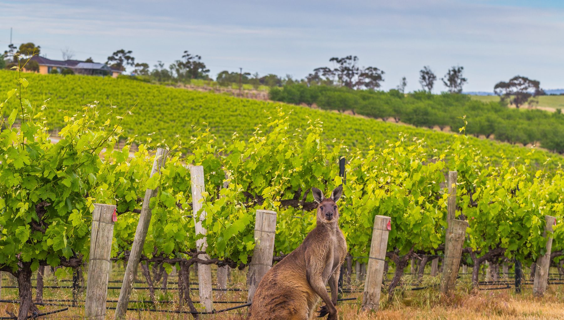 Atura Adelaide Airport gallery slider image