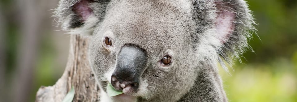 Atura Dandenong featured image